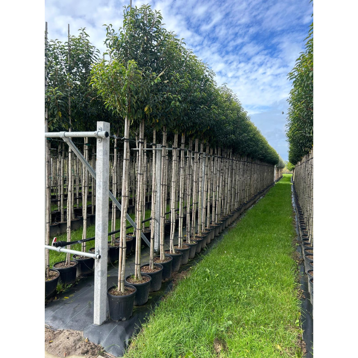 Prunus Lusitanica Standard (Portuguese Laurel) 1.8-2.0 m stem, 3-3.5m Planted Height