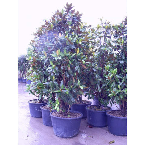 Magnolia Grandiflora Gallisoniensis 10ft includes pot height