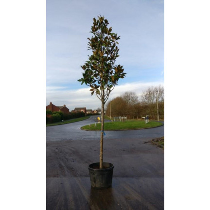 Magnolia Grandiflora Gallisoniensis std 12-13ft including pot height 1.8m-2m meter stem 12/14cm girth 60-70cm head