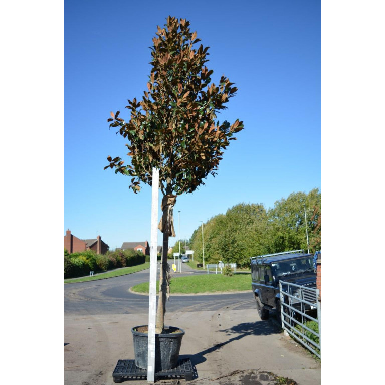 Magnolia Grandiflora Gallisoniensis std 5-5.5m / 16-18ft including pot height (200-220cm stem 25/30cm girth)