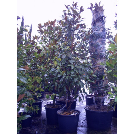 Magnolia Grandiflora Gallisoniensis 8ft - 9ft including pot height