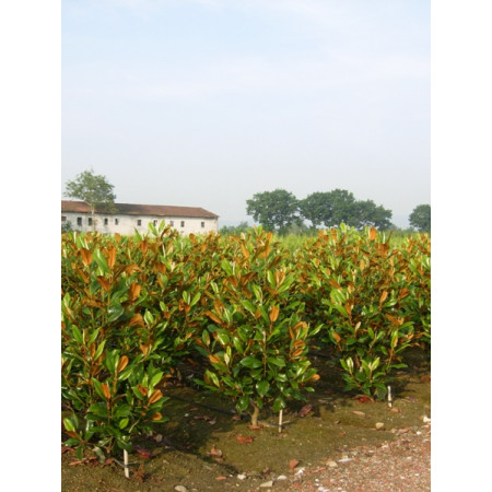 Magnolia Grandiflora Gallisoniensis 150-175cm 5-6ft Including pot height