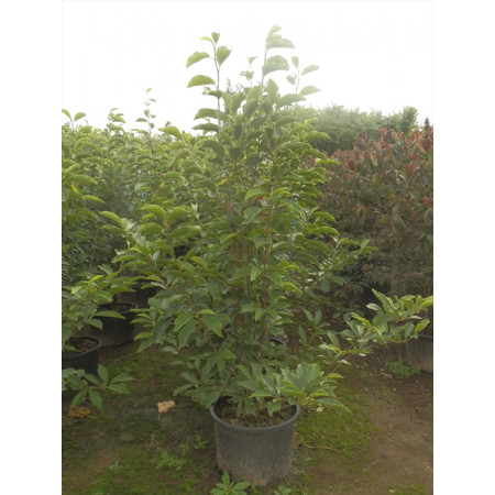Magnolia Soulangeana 120-150cm