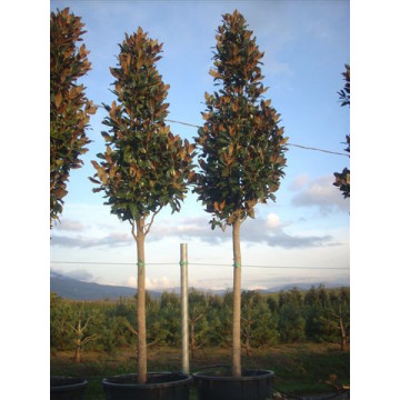 Magnolia Grandiflora Gallisoniensis std 4.5 - 5m / 16-18ft including pot height (220cm stem 20/25cm girth)