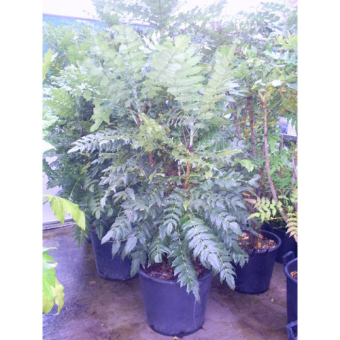 Mahonia Media Charity 180cm-6ft includes pot height