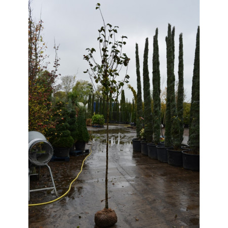 Malus John Downie 10/12 gith 1.5m clear stem 10 feet planted