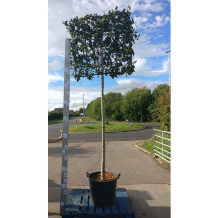 Pleached Holly (Ilex Mutchagara Nellie Stevens) 200cm stem, 12/14cm girth, 120x120cm frame