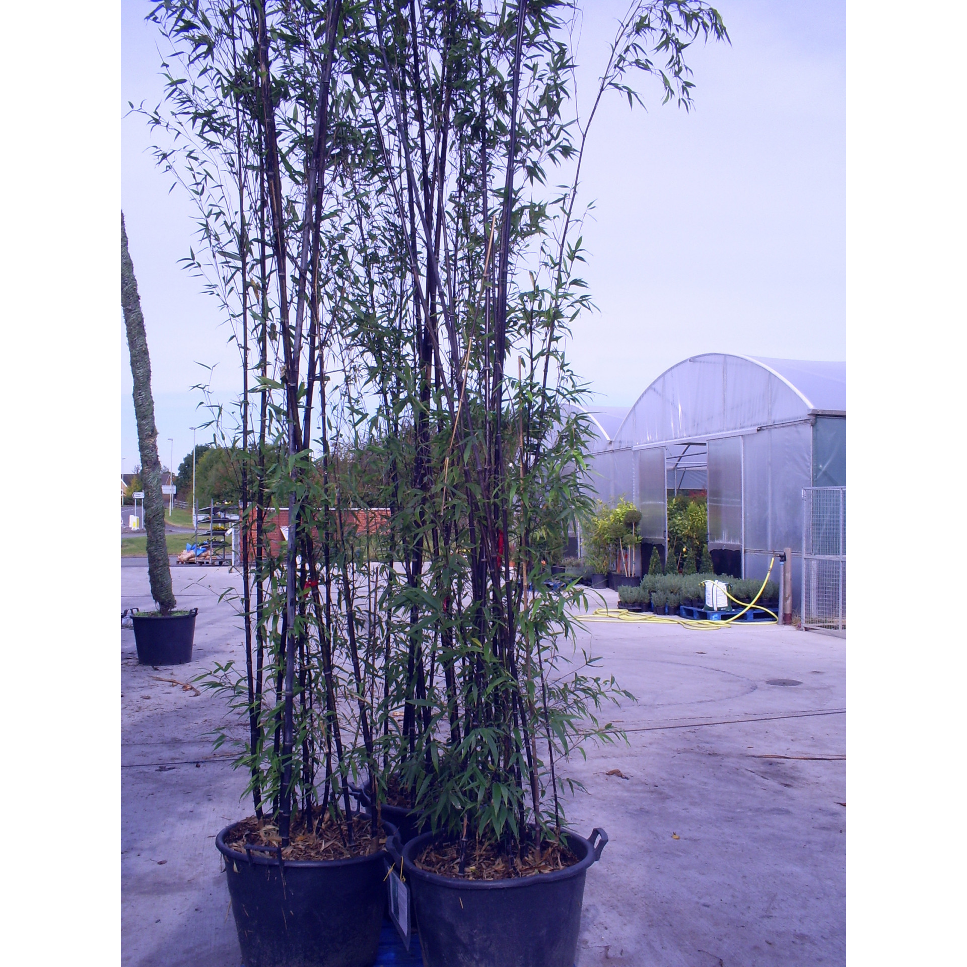 Black Bamboo Phyllostachys Nigra, 500/600cm