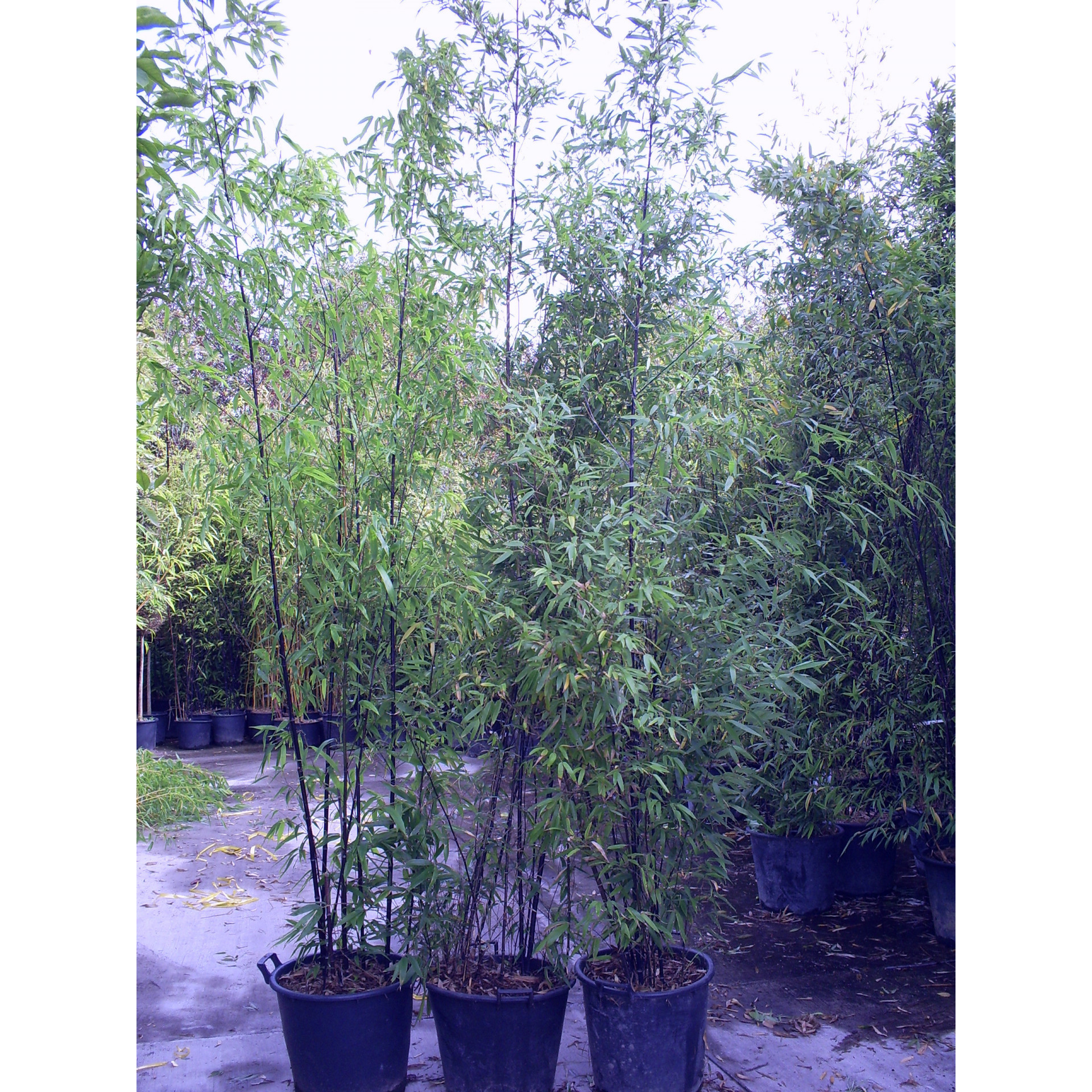 Black Bamboo Phyllostachys Nigra, 300/350cm, EXCLUDING pot height