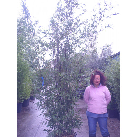 Black Bamboo Phyllostachys Nigra, 300/350cm, EXCLUDING pot height