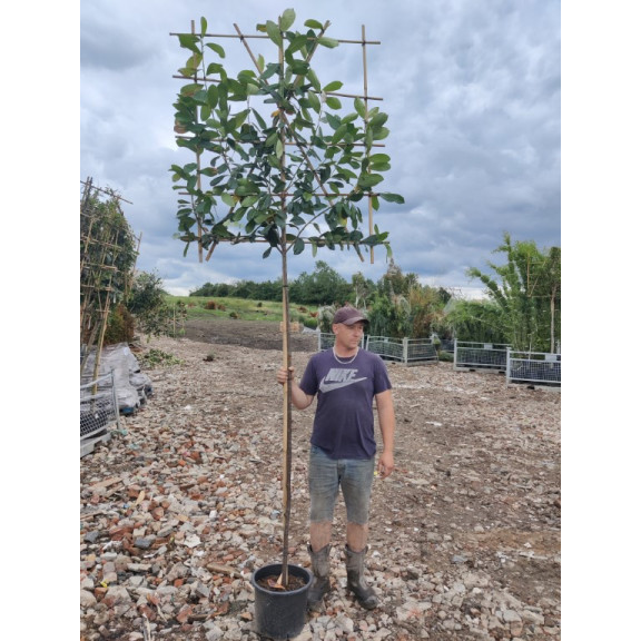 Laurel Pleached Prunus Laurocerasus 'Caucasica' Pleached 1.8m stem (8-10cm girth) 120cm wide x 140cm tall frame
