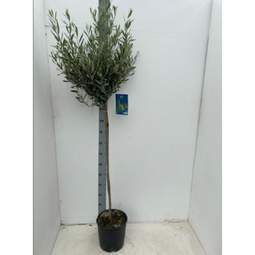 Olive Tree 150cm (5ft) including pot height