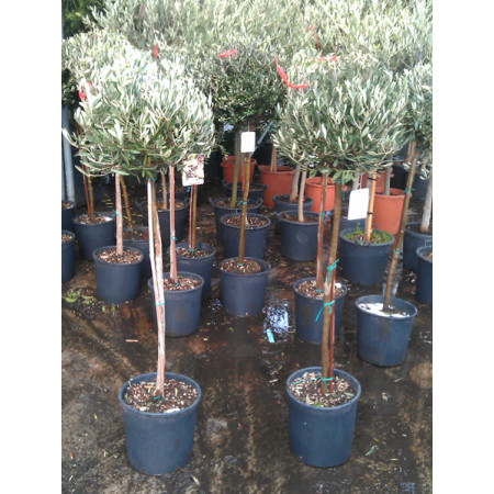 Olive Tree clipped head 160cm/5ft 3in including pot height 45-50cm head - 6-8cm girth