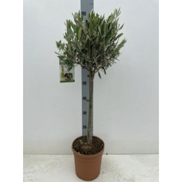 Olive Tree90cm (3ft) including pot height