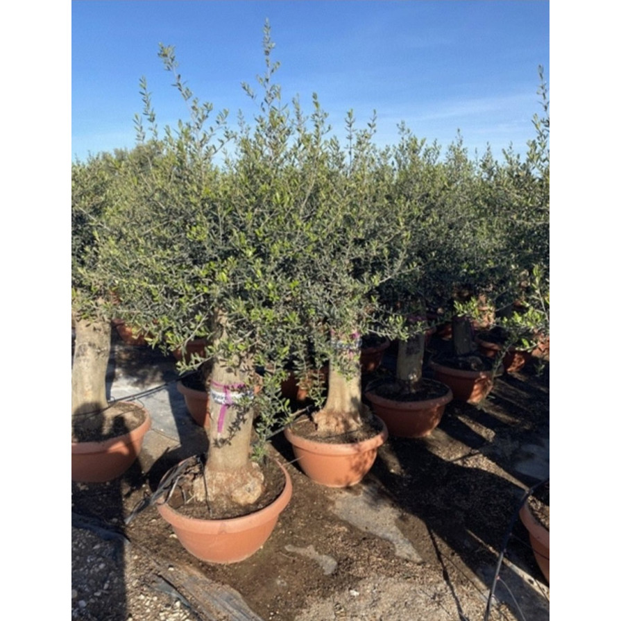 Olive Tree 6ft including pot height, 40-50cm girth smooth trunk