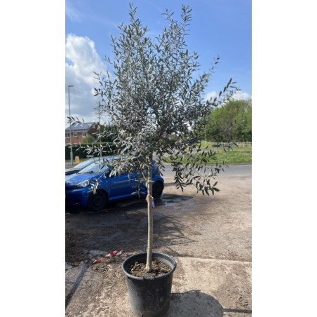 Olive Tree Tuscany Free Head, 14-16 cm girth, 240cm / 8ft including height of the pot