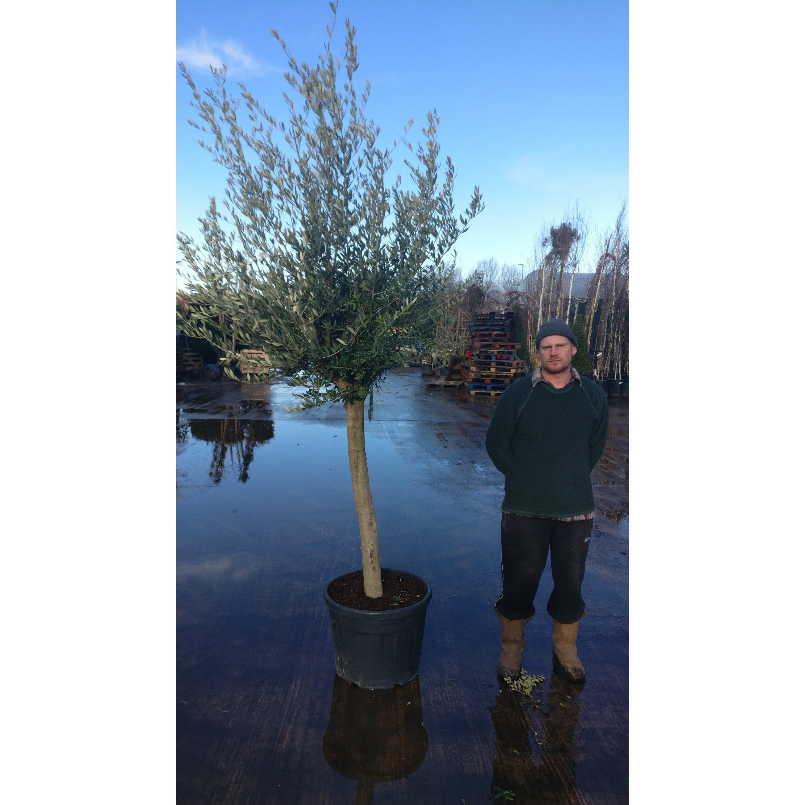 Olive Tree Tuscany Free Head 210cm / 7ft including pot height 20/25cm girth - SOLD OUT