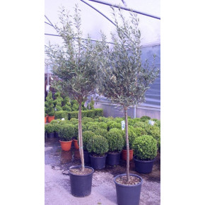 Olive Tree Tuscany Free Head 200-210cm (7ft) including pot height - 8-10cm girth