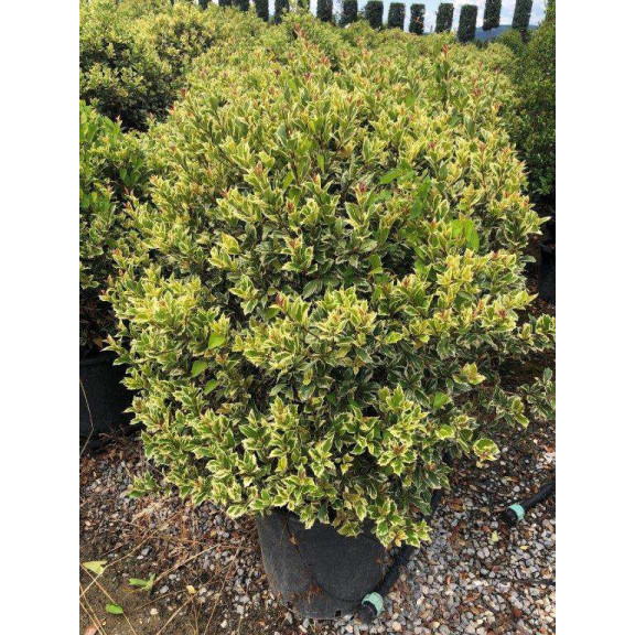 OSMANTHUS ILICIFOLIUS VARIEGATUS D.80/100 Ball Clt.35/50