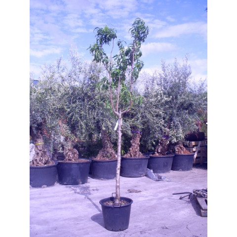 PRUNUS PERSICA (PESCO/PEACH) 9ft-275cmHeight of tree girth 18/20