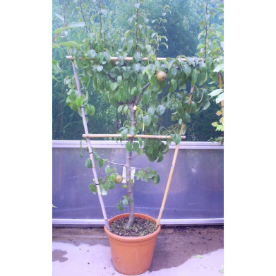 Fruit trees: Pear 4 foot trellis