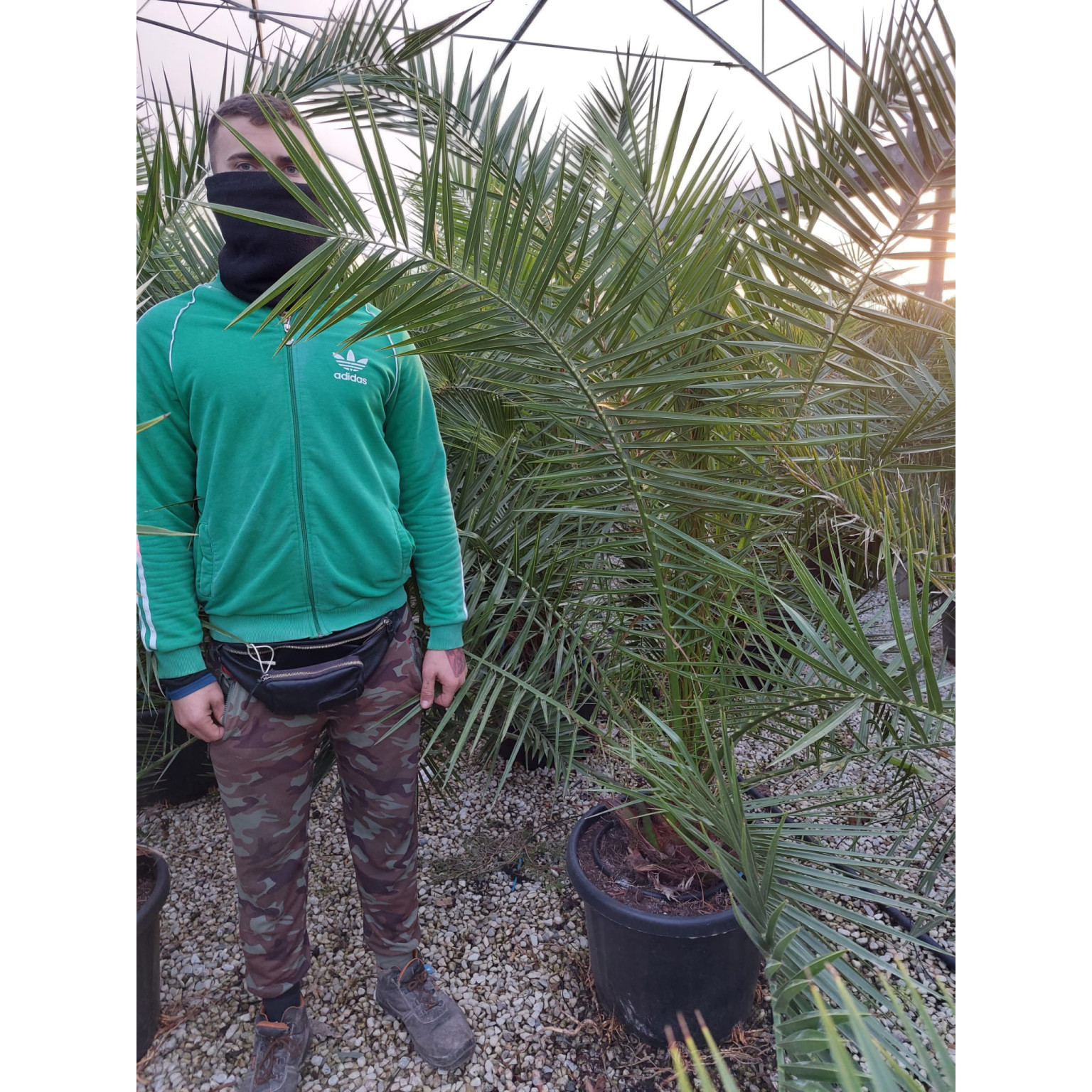 PHOENIX CANARIENSIS 150/175 50lt