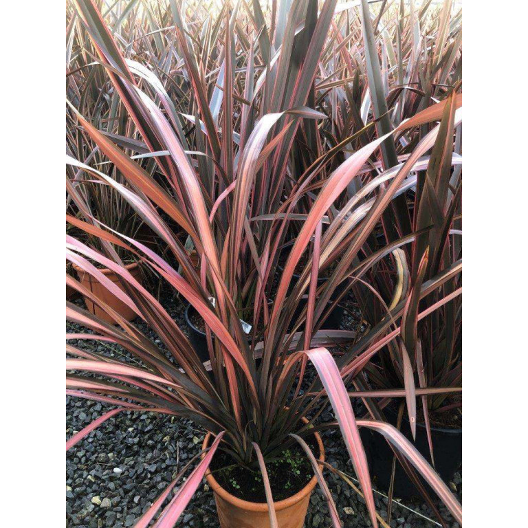 Phormium Evening Glow 10lt pot 70cm including pot