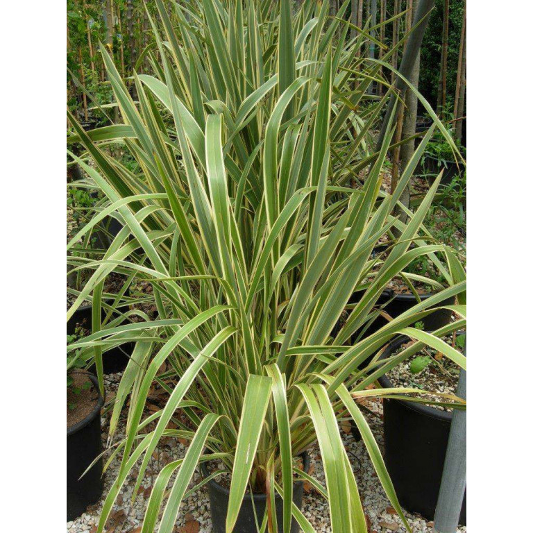 Phormium Flax Tenax Variegata 120-150cm / 4-5ft including pot height