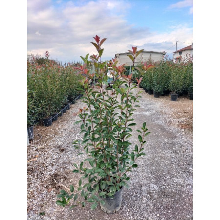 Photinia Red Robin 5ft-6ft / 150-175cm Plant Height - 20 litre pot