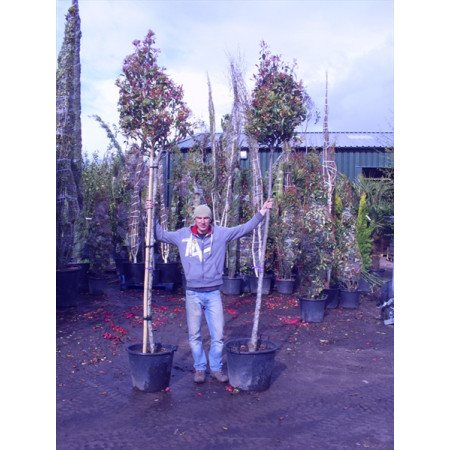 Photinia Red Robin Large Standard 1.8-2m Clear stem - 12/14cm girth -60cm Crown - 3m (Aprox) Planted Height