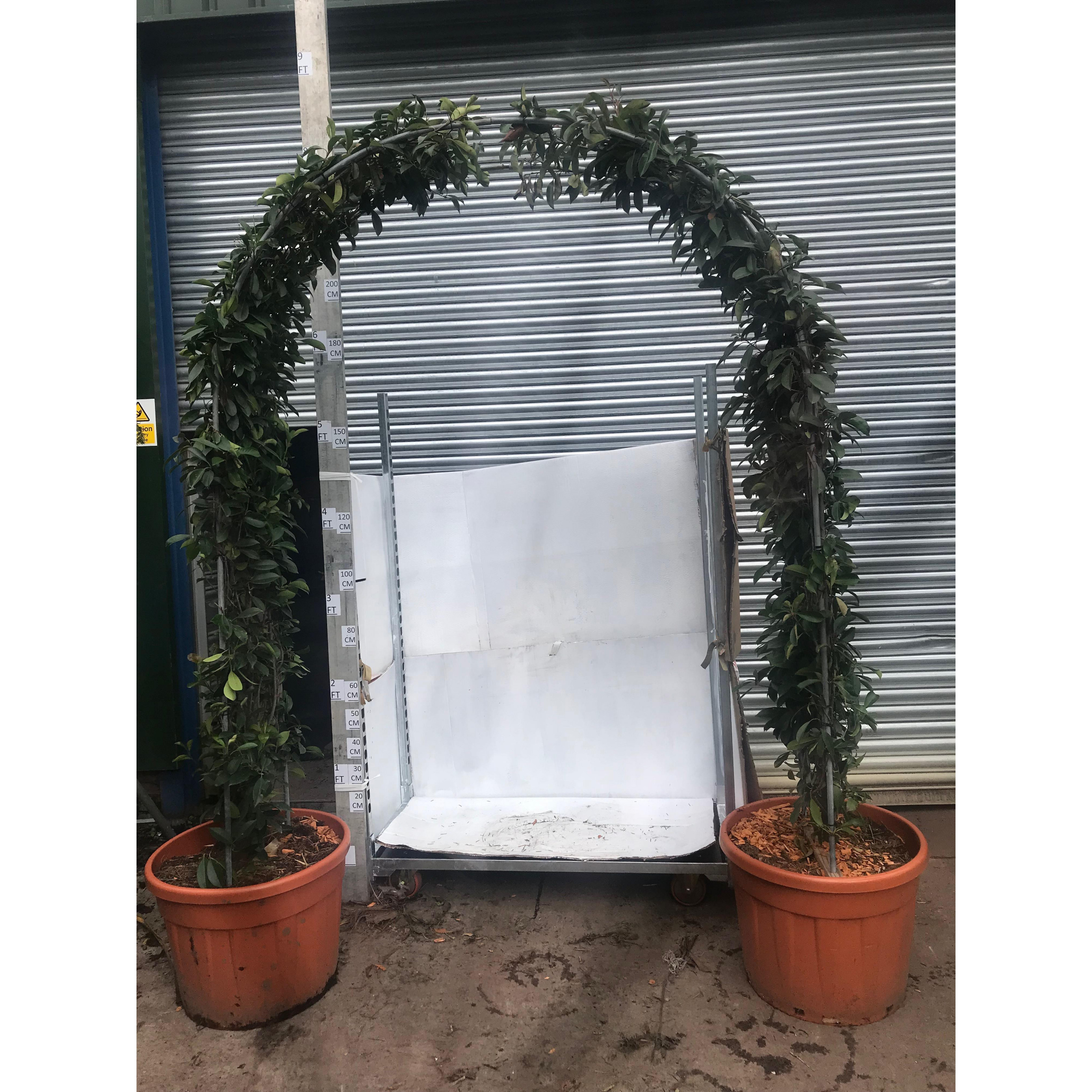 Photinia Red Robin Arch 250cm / 8ft 3in tall, 40cm wide