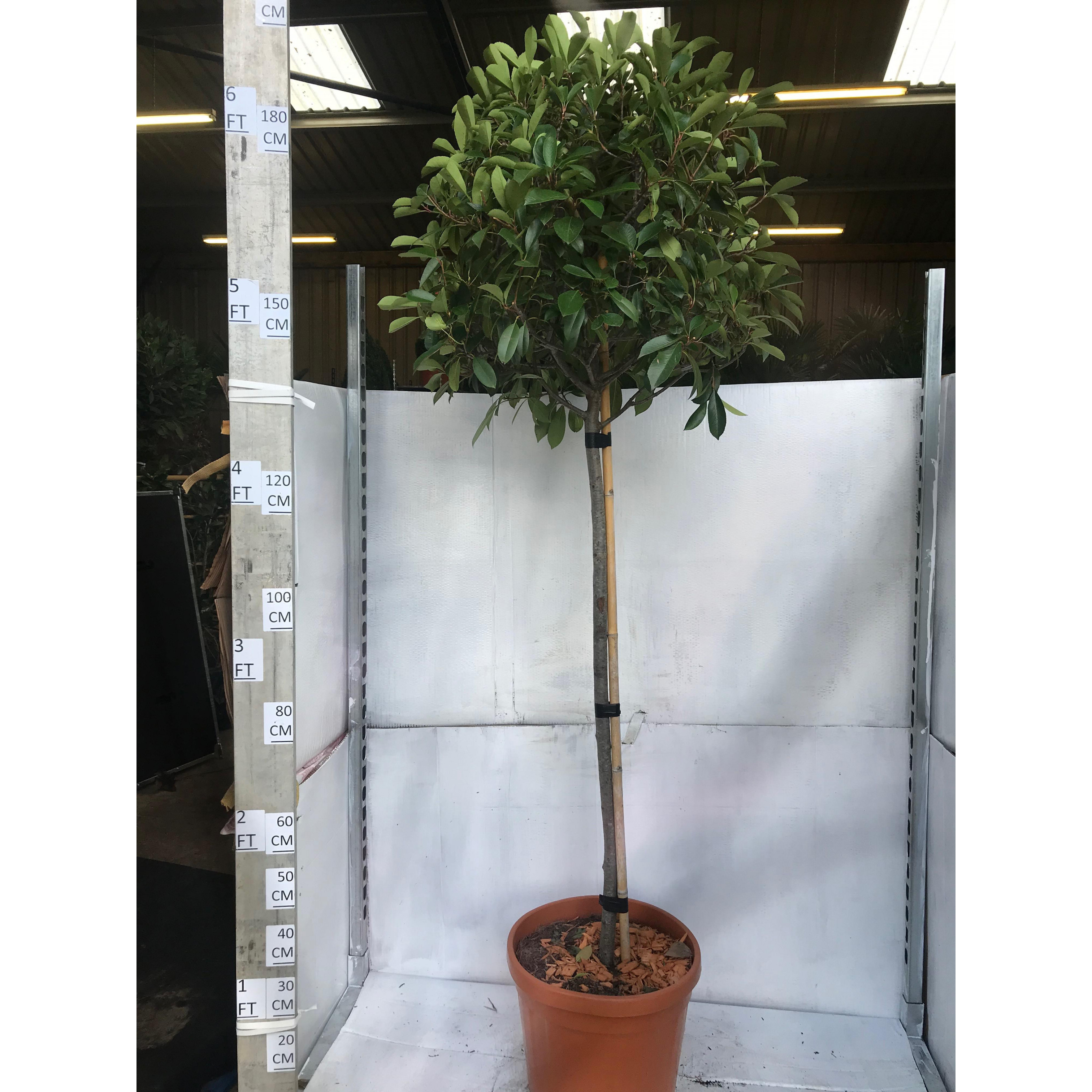 Photinia Red Robin ball on stem 180cm  including pot, stem 120cm, 40-45cm diameter crown