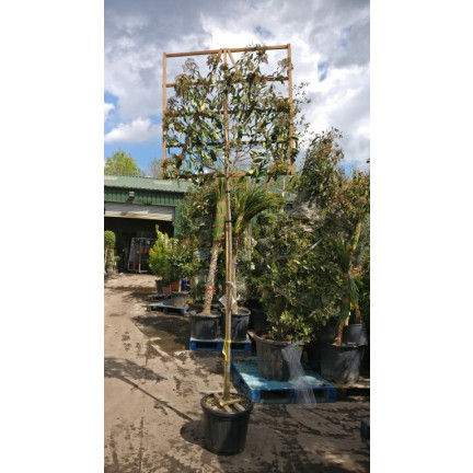 Photinia 'Red Robin' 2 Metre Clear Stem 8/10cm girth 120cm x 120cm Trellis