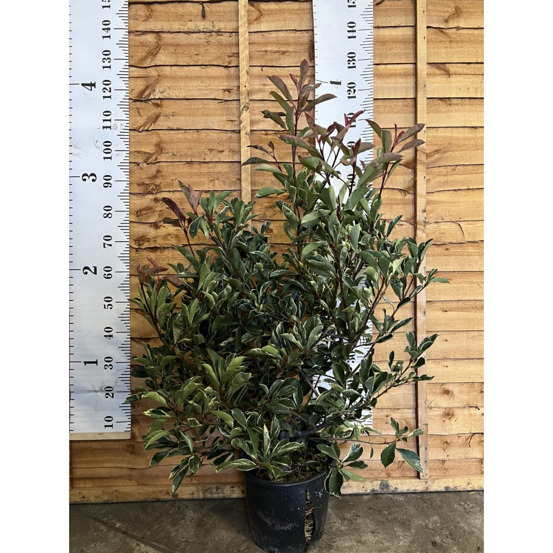 Photinia fraseri Pink Marble 150-175cm in 50lt pot