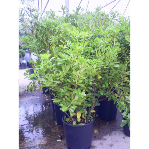 PITTOSPORUM TOBIRA height 4ft 6in - 5ft Includind pot height