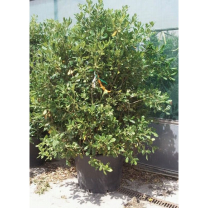 PITTOSPORUM TOBIRA height 160cm - 5ft 6in Includes pot height