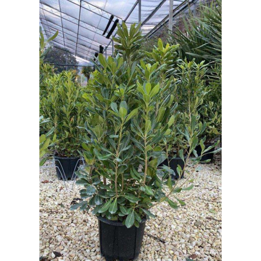 PITTOSPORUM TOBIRA 100/120 Clt.10