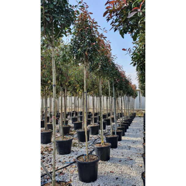 Photinia Red Robin Large Standard 1.8-2m Clear stem - 10-12 cm girth -60cm Crown - 3m (Aprox) Planted Height