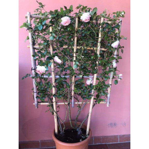 ESPALIER: ROSA 120x85