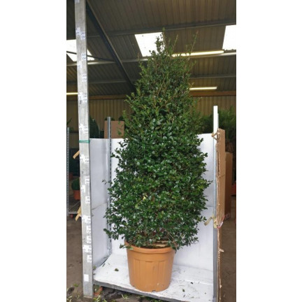 Camelia Sasanqua 8ft/240cm including height of the pot