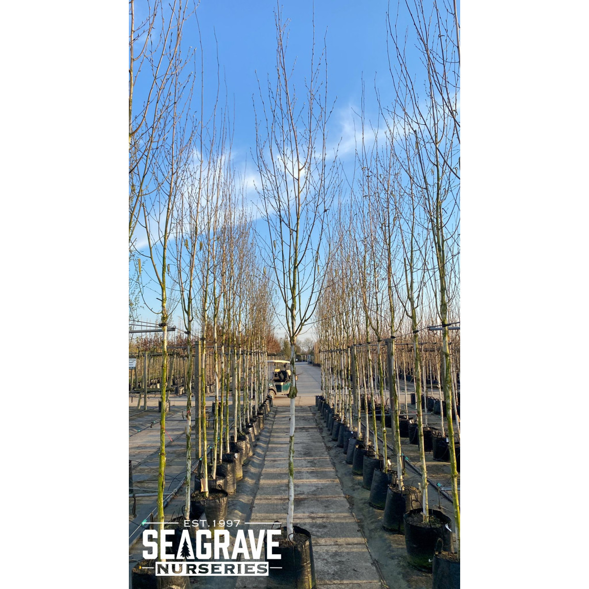 Silver Birch Single Stem (Betula Jacquemontii), 12/14 girth, 420cm (14ft+), 45L