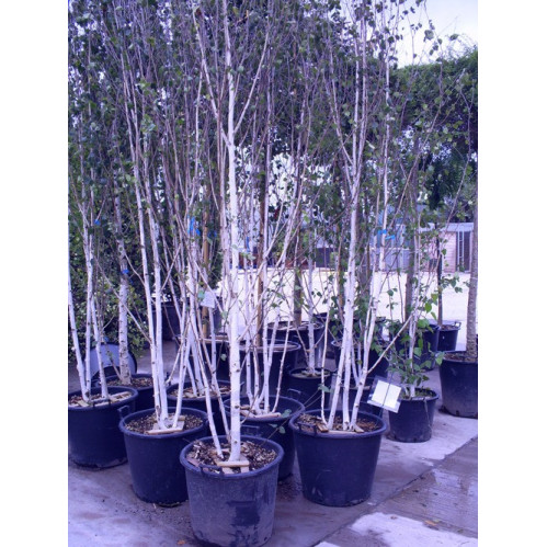 Silver Birch 2-3 stem (Betula Alba Verracosa) Ranges from 13ft - 15ft including POT HEIGHT