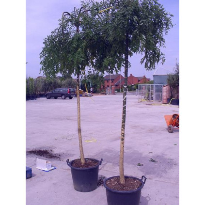 Sophora Japonica Pendula 9 feet high including height of pot