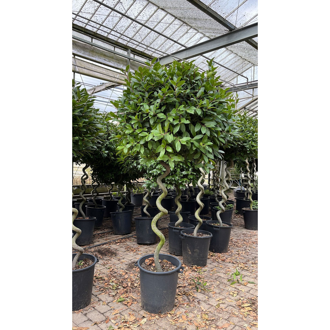 Bay tree Laurus Nobilis Ball on Twisted Stem, Planted height 180-190cm, Head size 70-75cm dia