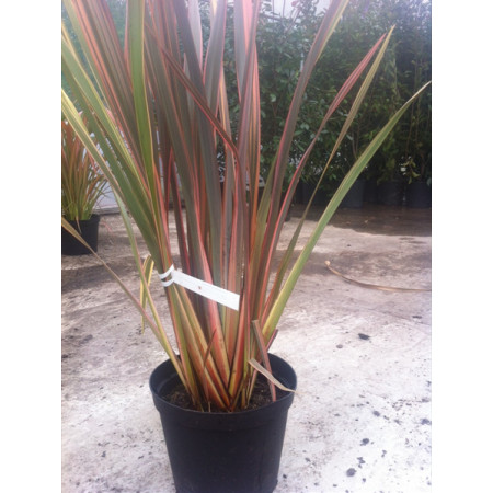 Phormium Sundowner 10lt pot 80cm including pot