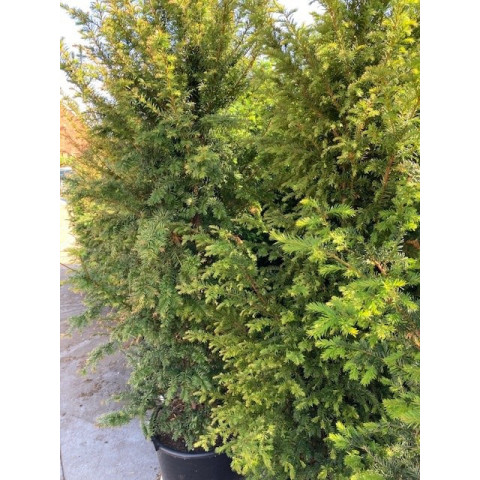 Taxus Baccata Hedging 175-200cm potted