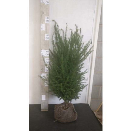 Hedging Taxus Baccata Rootballed 80-100cm plant height - LOWER PRICE FOR QTY FOR LTD TIME
