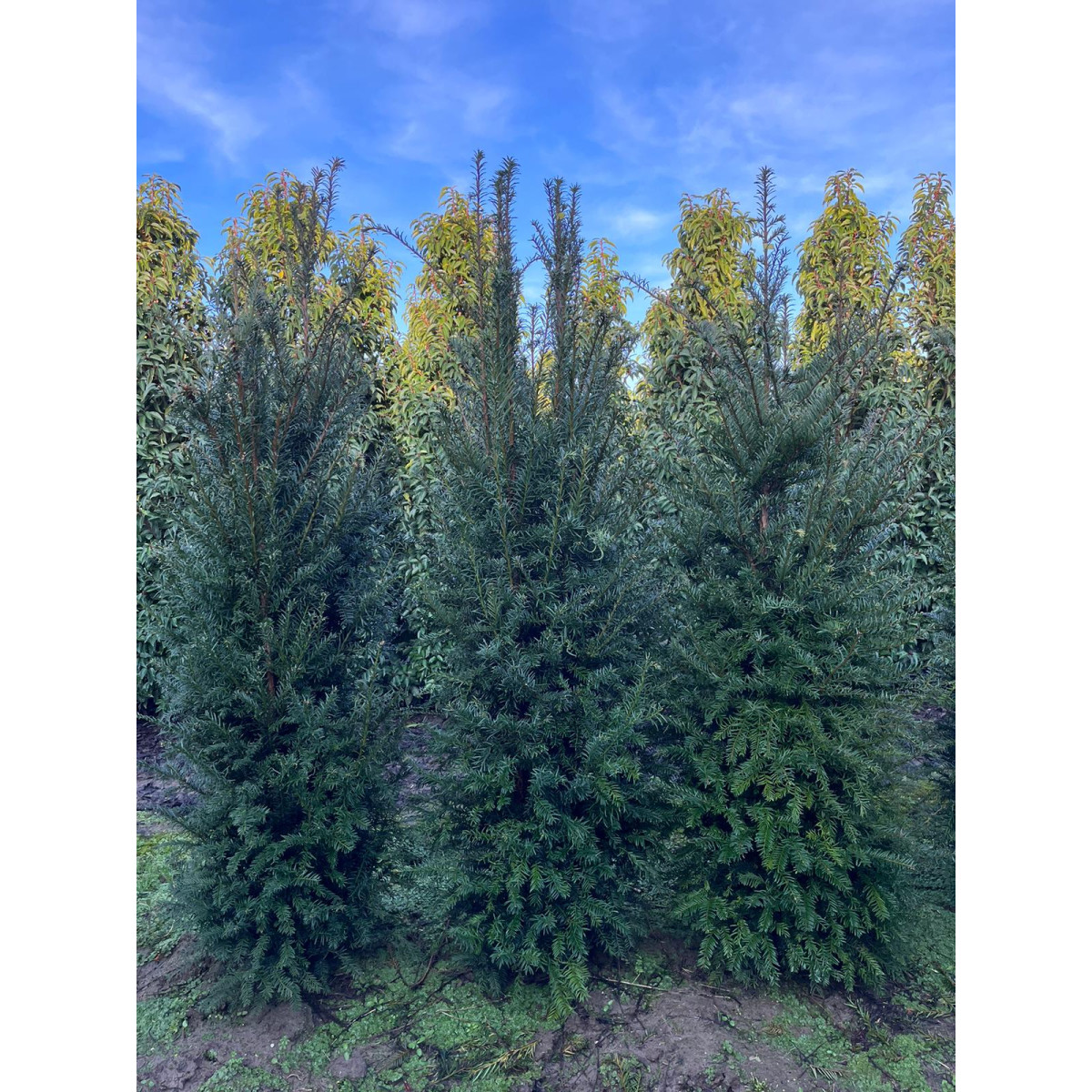 Hedging Taxus Baccata Rootballed 120-150cm plant height - AVAILABLE NOW AGAIN FOR LIMITED TIME