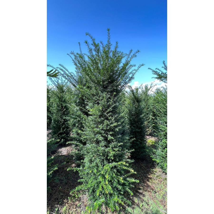 Hedging Taxus Baccata Rootballed 150-175cm plant height