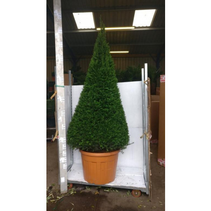 Taxus Baccata Yew cone 8 foot high inc pot